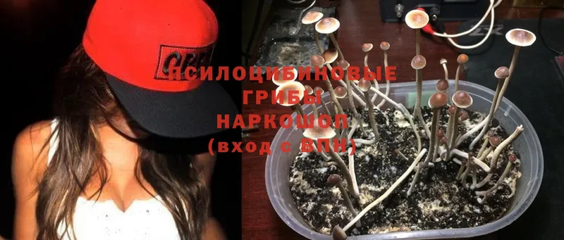 Галлюциногенные грибы MAGIC MUSHROOMS  где найти   Кедровый 